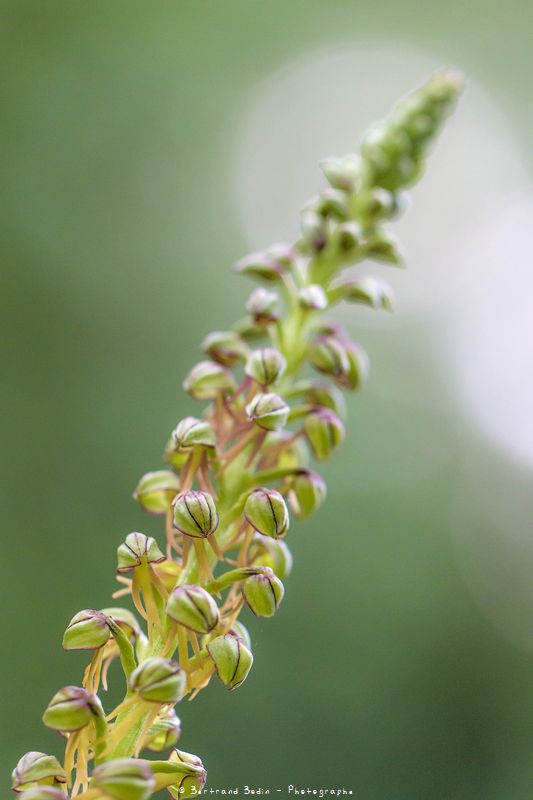 Photo macro fleur