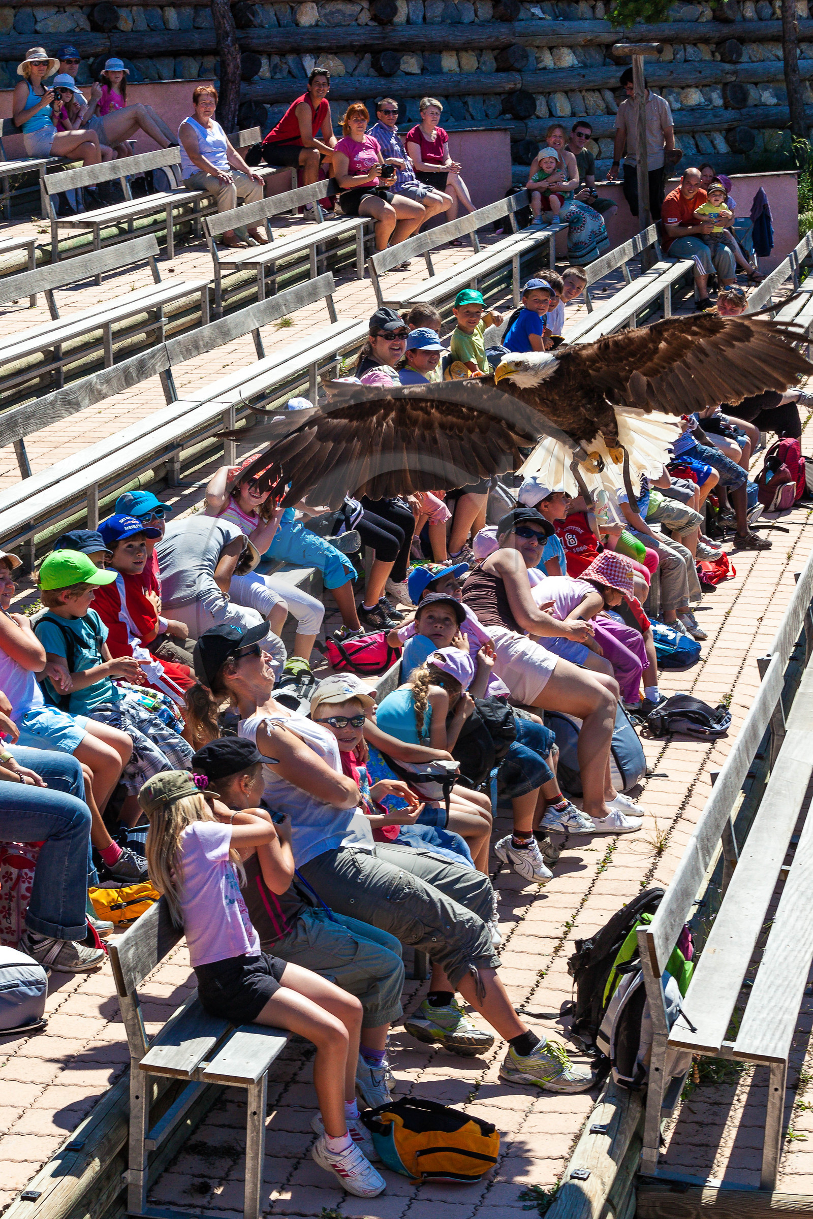 Parc animalier de Serre-Ponçon, Pygargue à tête blanche, Haliaeetus leucocephalus