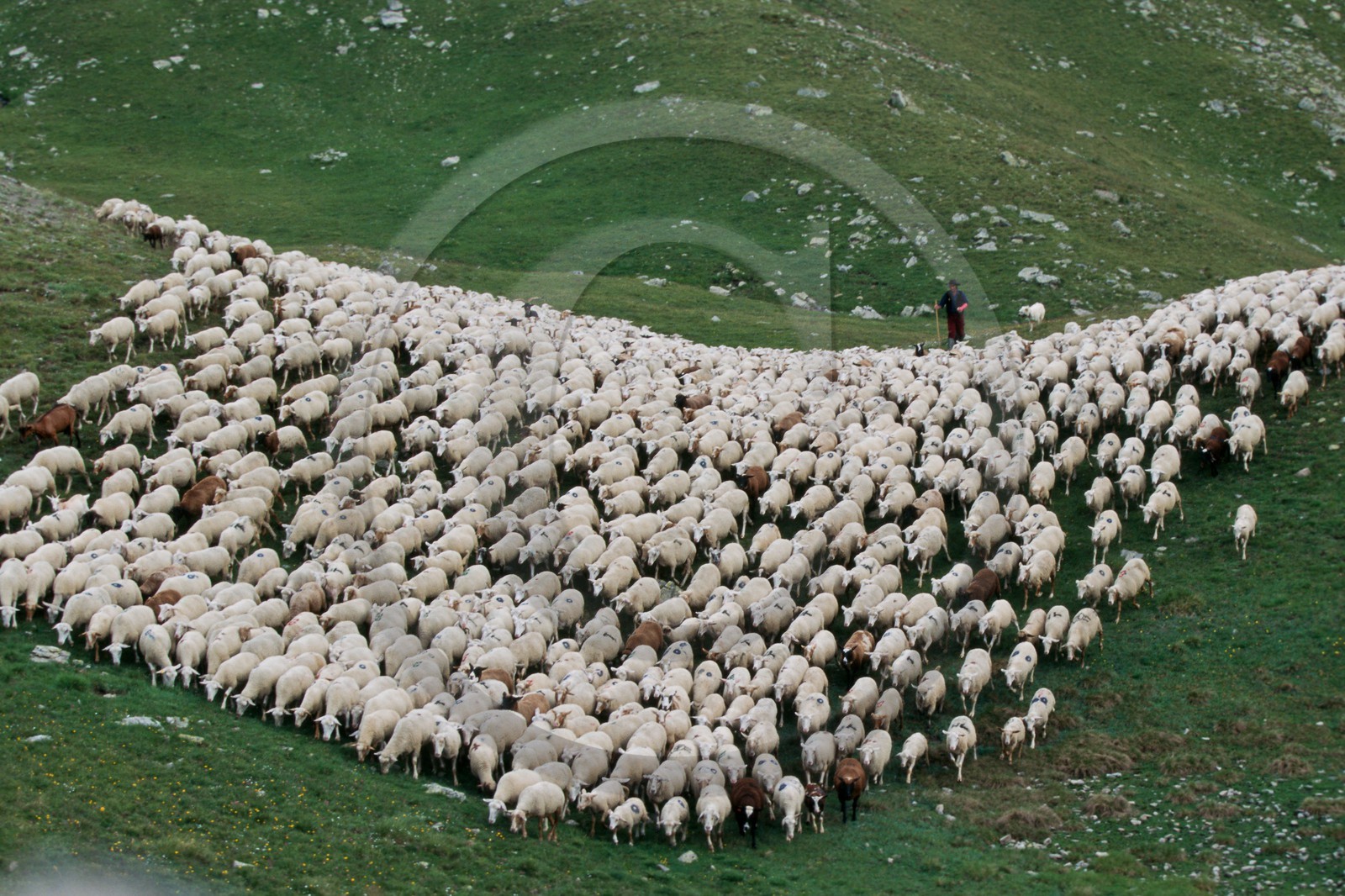 Alpage de Jujal, Le Bailou, berger Alpage de Jujal, Le Bailou, berger