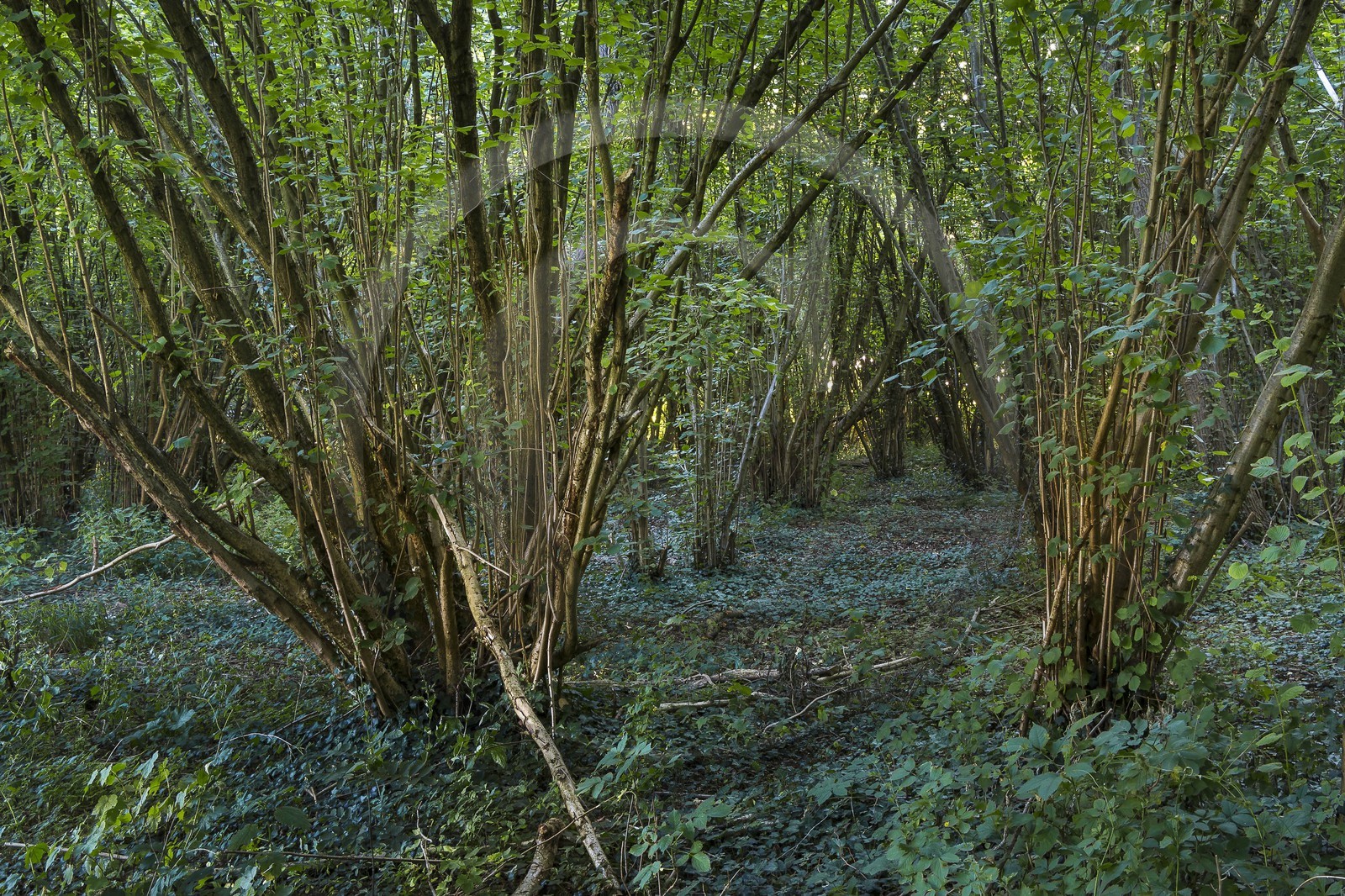 ENS de l'Isère, Prairies inondables de Pont-Évêque ENS de l'Isère, Prairies inondables de Pont-Évêque
