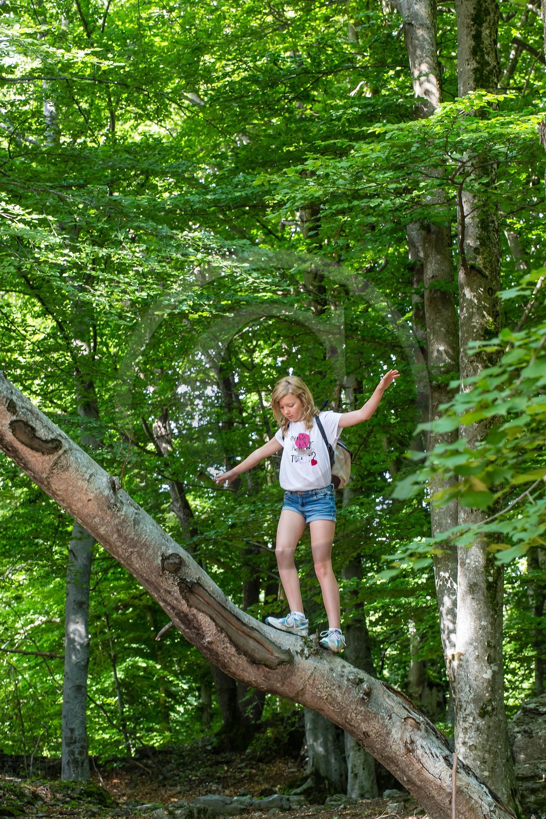 Alpes de Haute-Provence, hêtraie de Pontis Alpes de Haute-Provence, hêtraie de Pontis