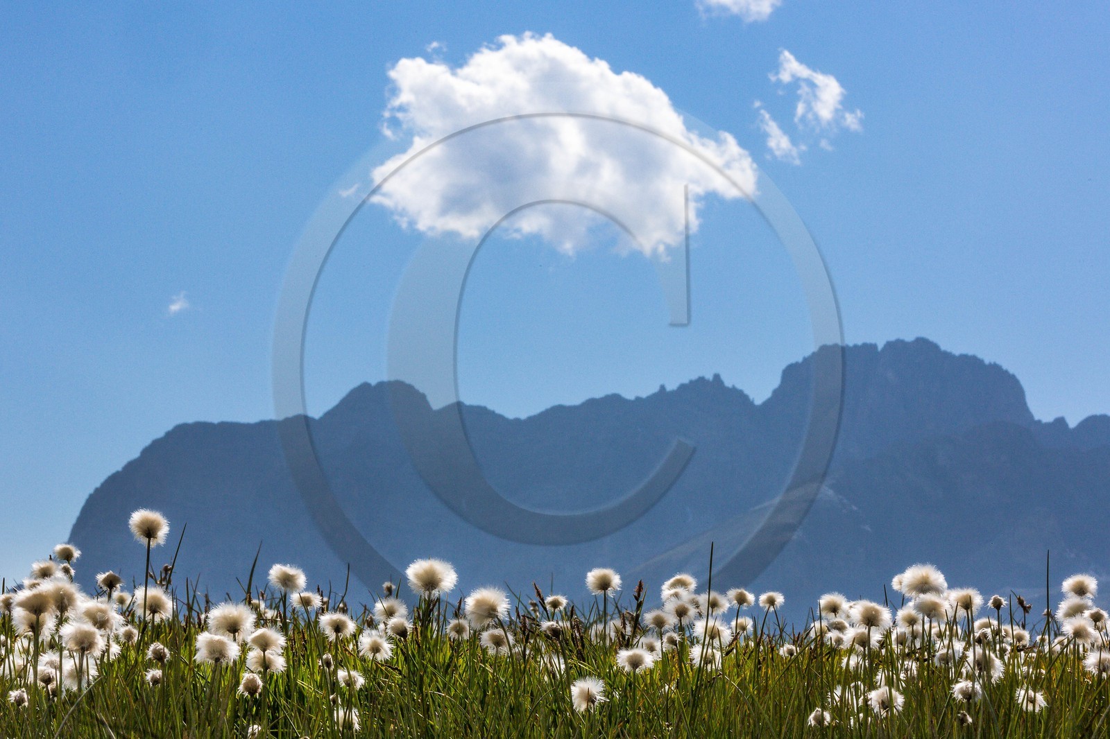 col du Longet, Lac du Longet, linaigrette col du Longet, Lac du Longet, linaigrette