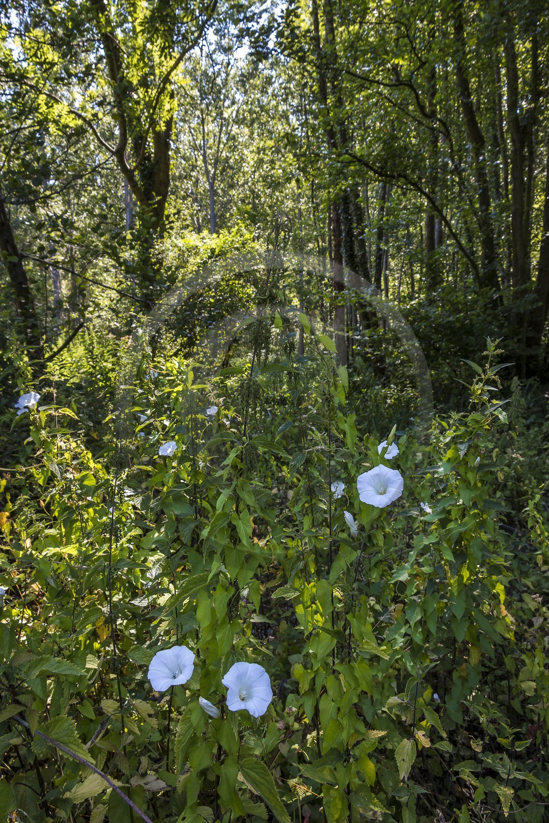 ENS de l'Isère, Prairies inondables de Pont-Évêque ENS de l'Isère, Prairies inondables de Pont-Évêque
