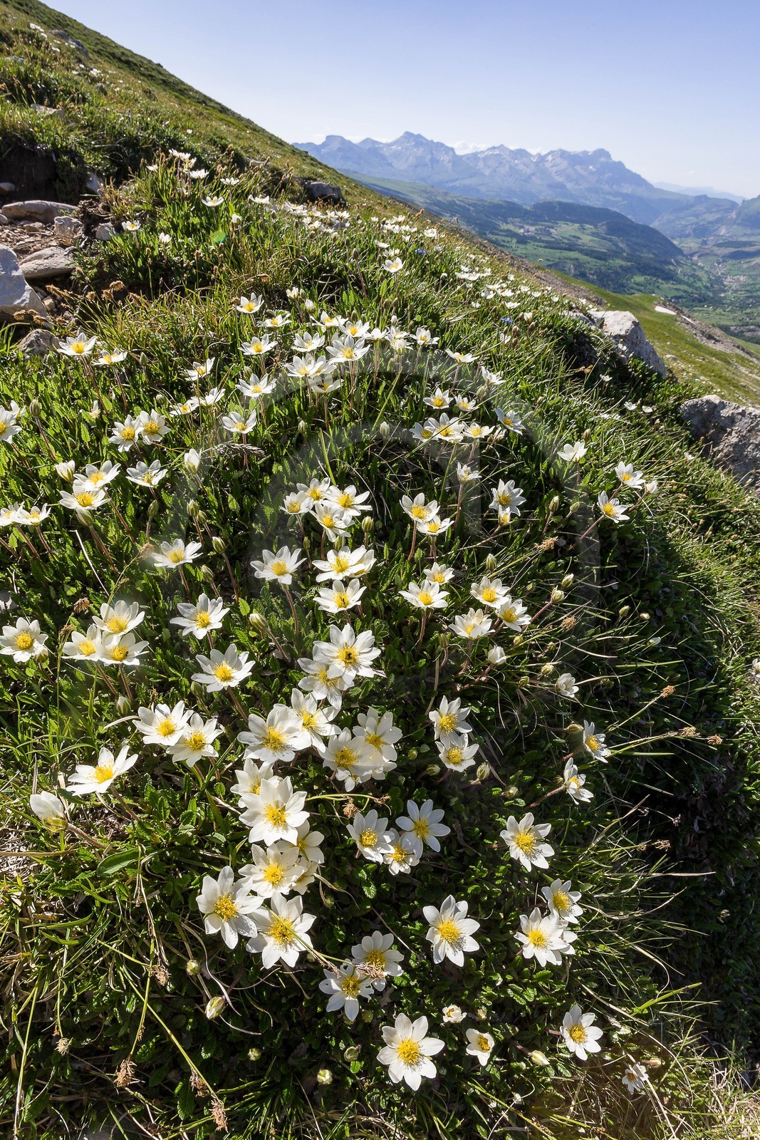 Dryade à huit pétales, Dryas octopetala