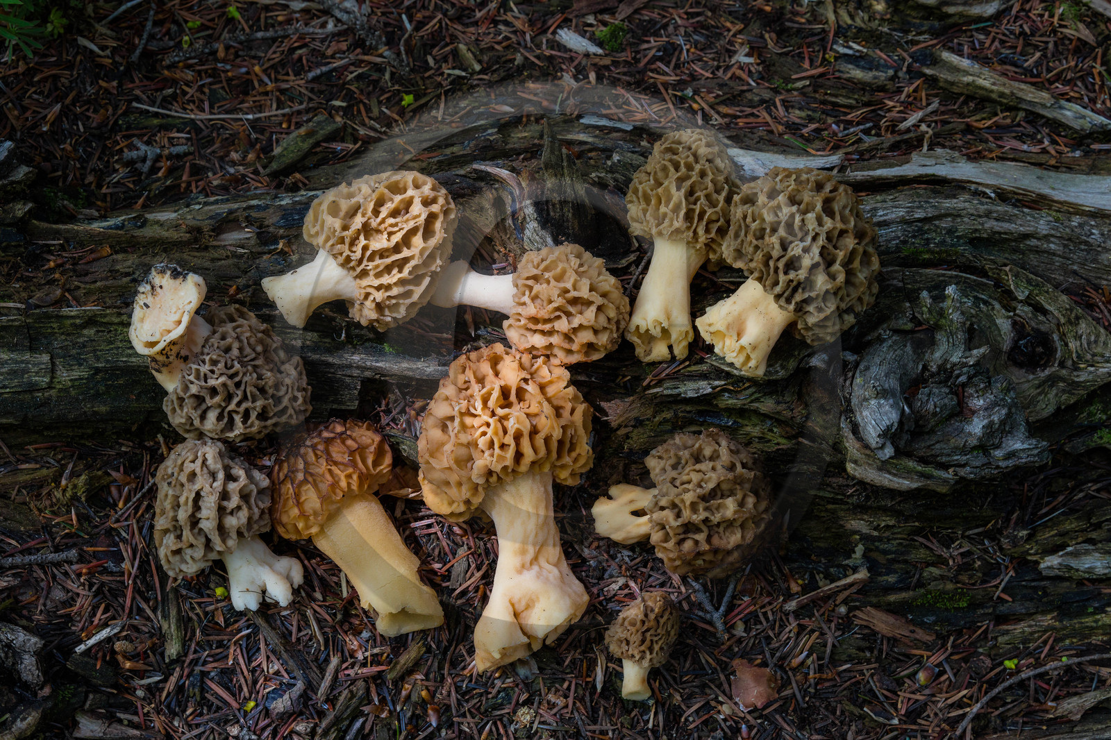 Morille, Morchella