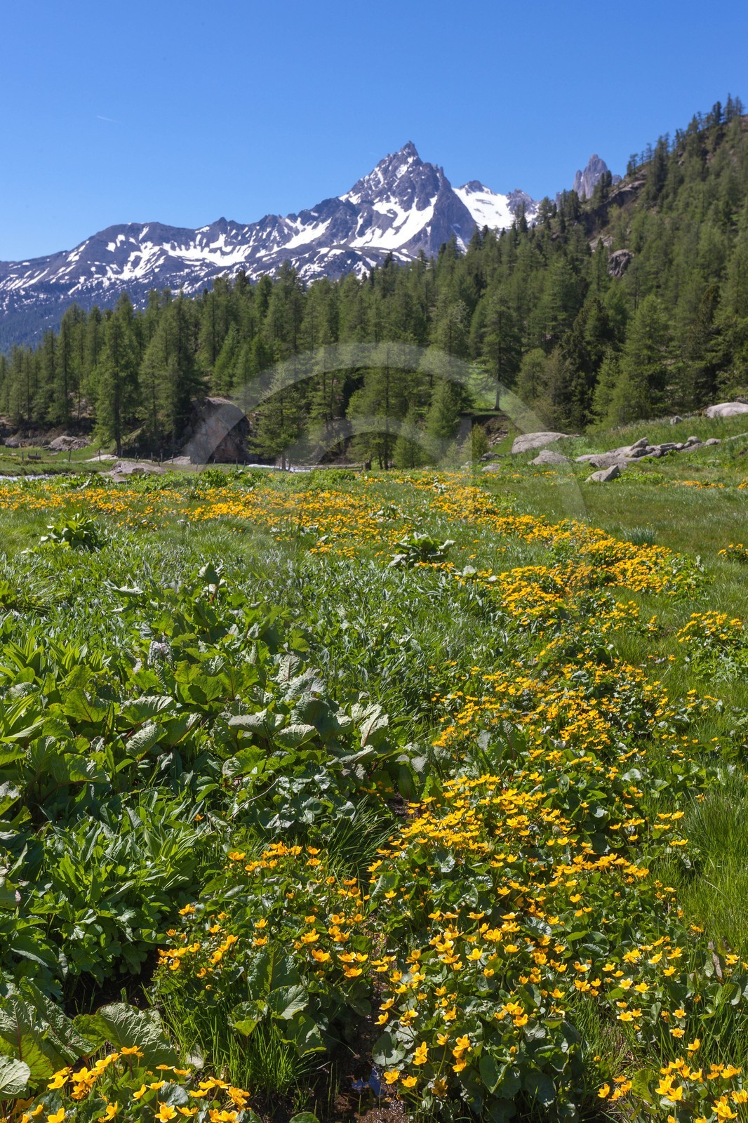 Populage des marais, Caltha palustris