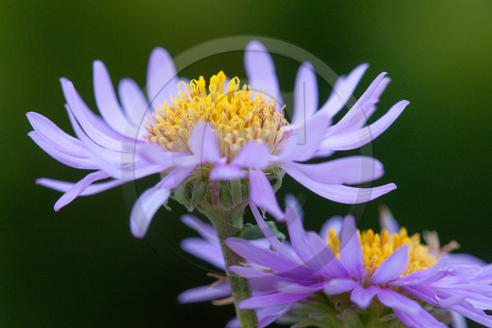 Aster des Alpes, Aster alpinus