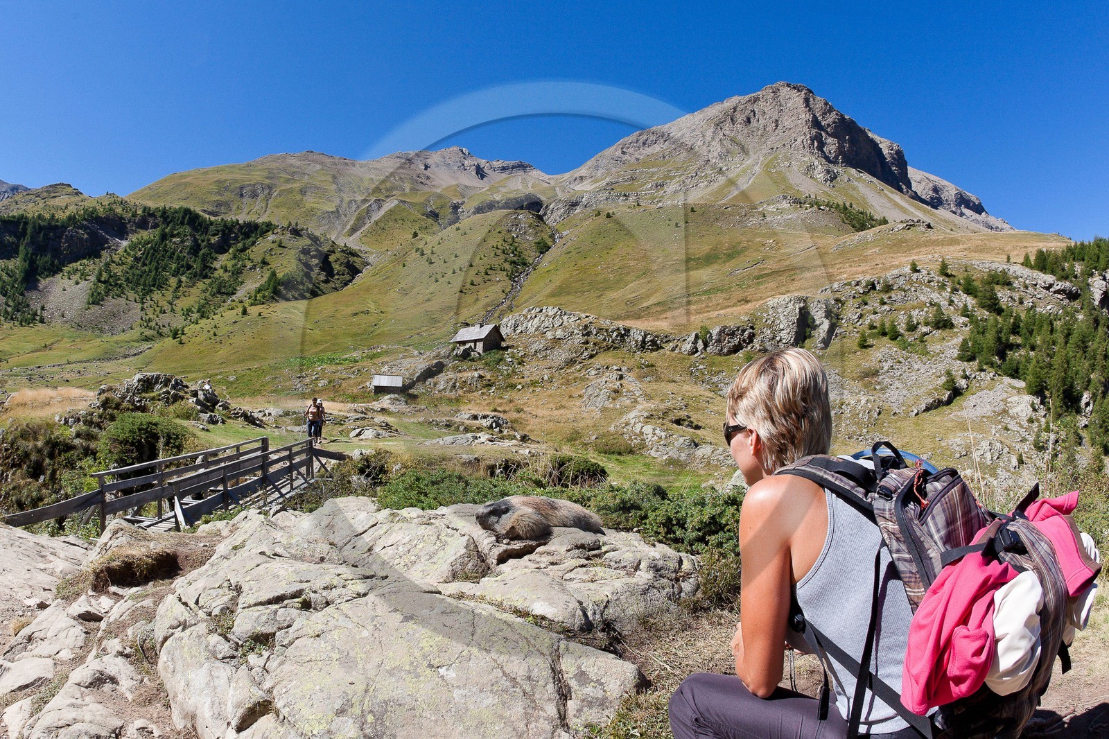 Randonnée vers le Saut du Laire, marmotte