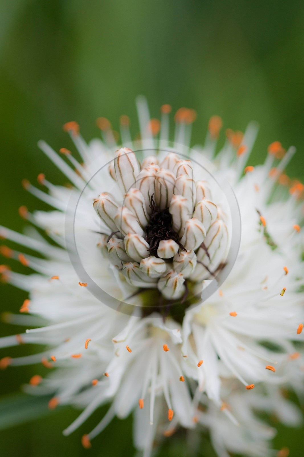 Asphodèle blanc, Asphodelus albus