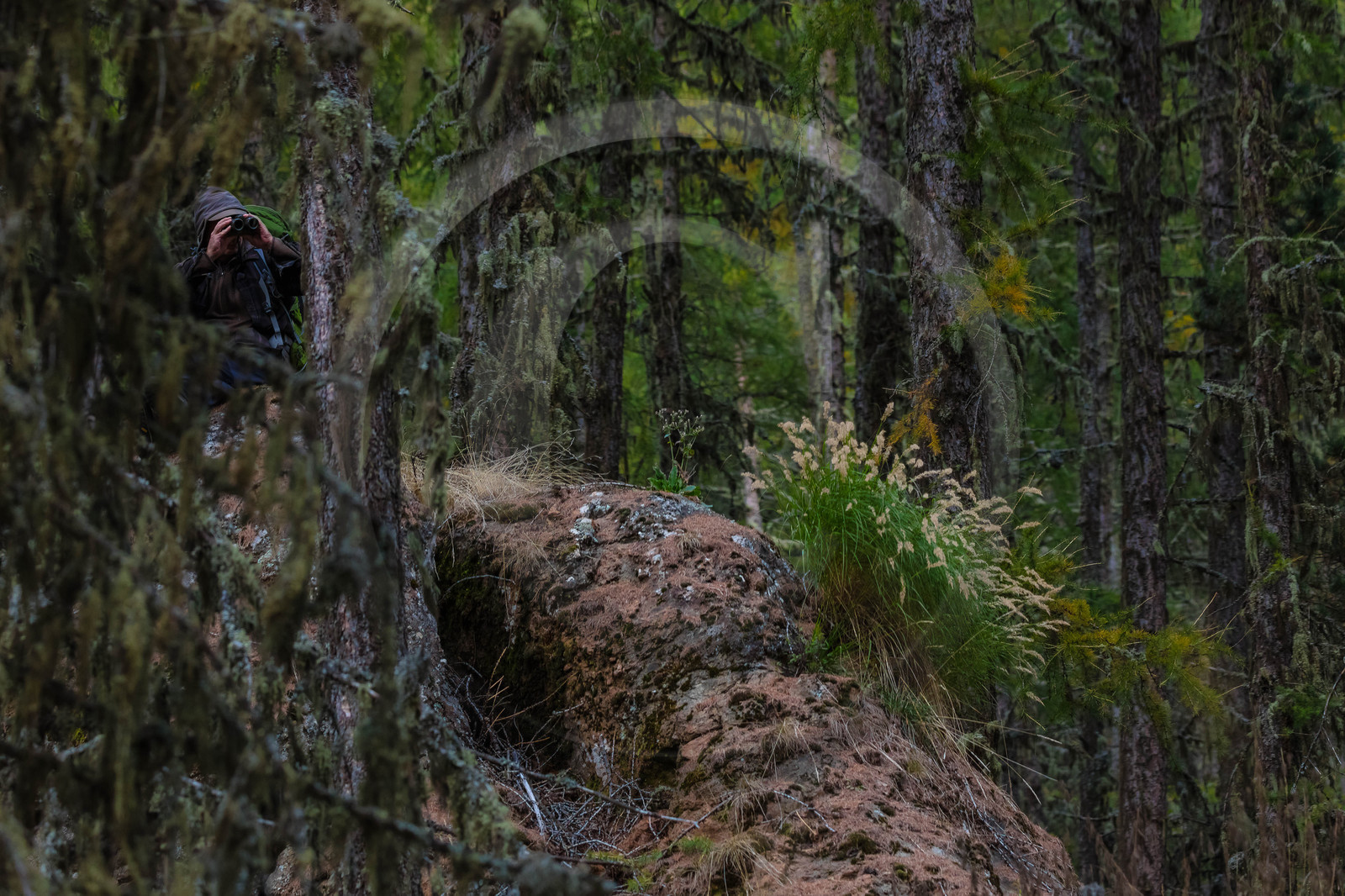 Film : La vallée des loups Film : La vallée des loups