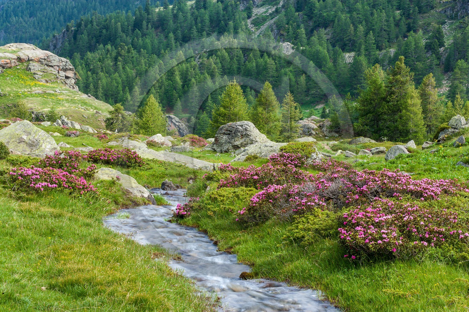 Rhododendrons Rhododendrons