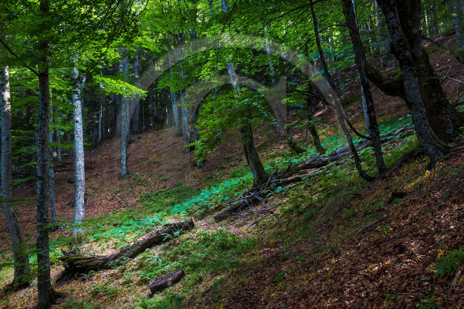 Bois du Chapitre, forêt domaniale de Gap-Chaudun