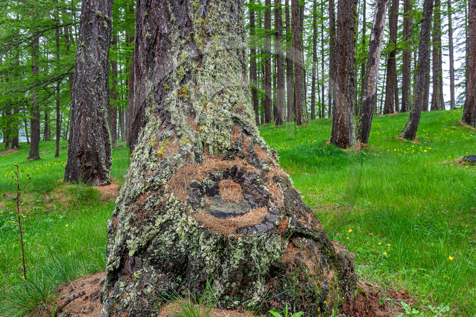 Mélèze d'Europe, Larix decidua