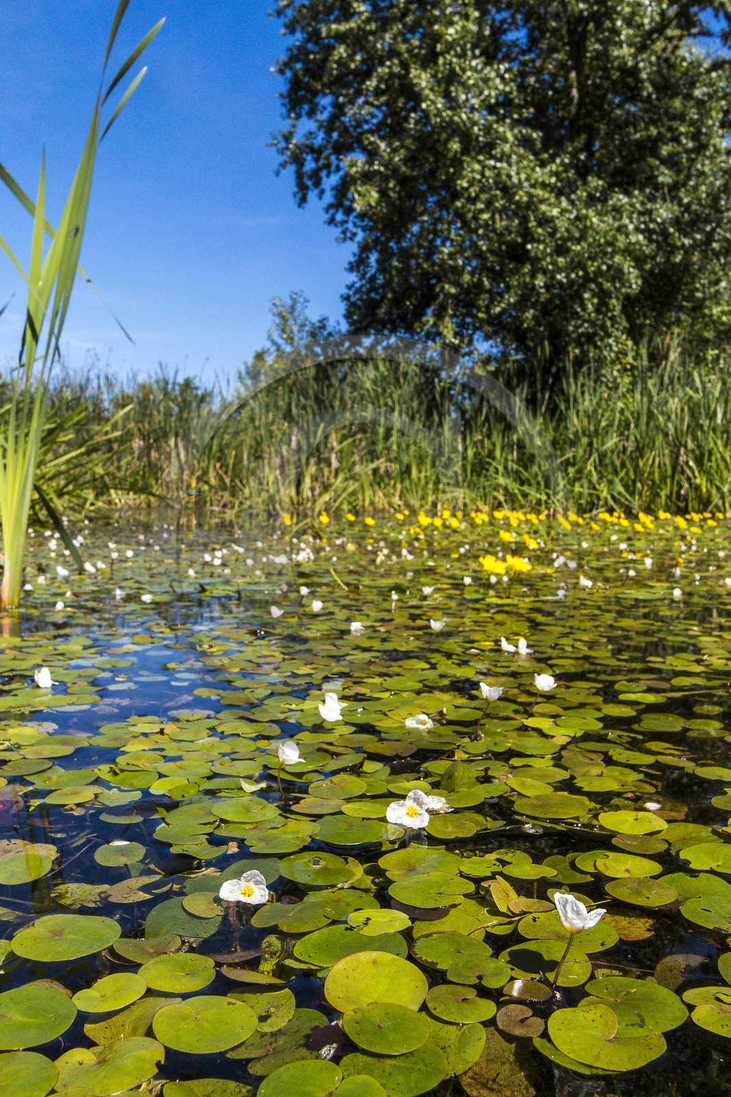 ENS de l'Isère, , le méandre des Oves ENS de l'Isère, , le méandre des Oves