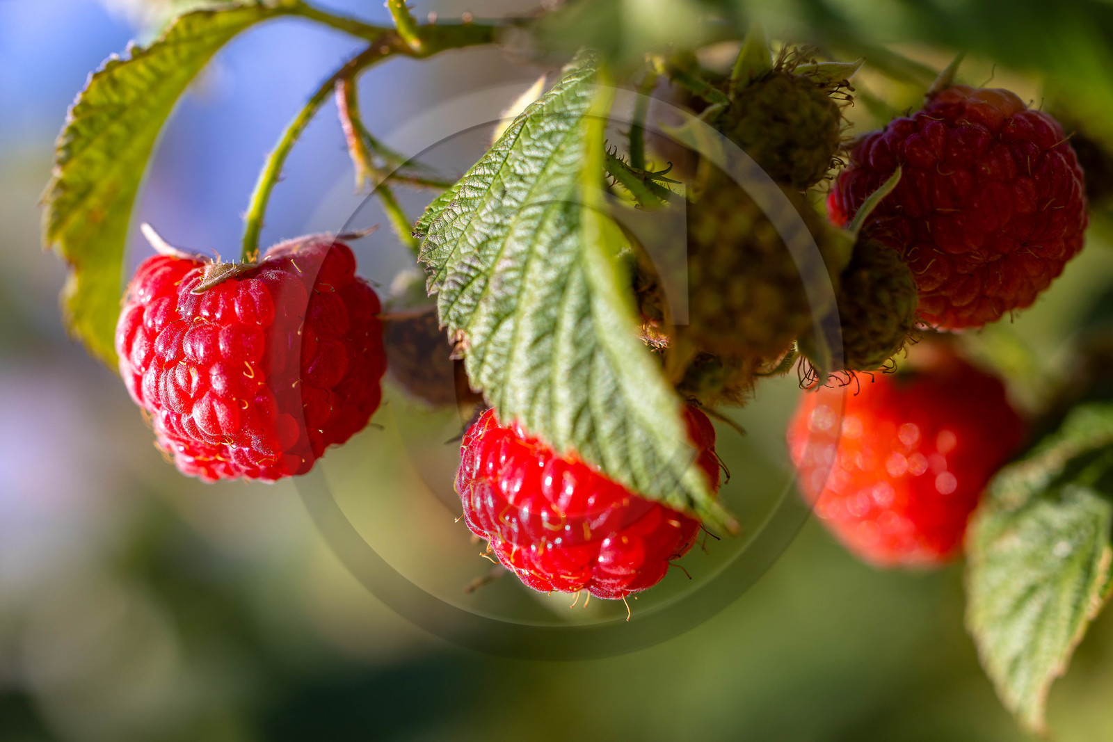 Ecrins de fruits, producteur de fruits rouges