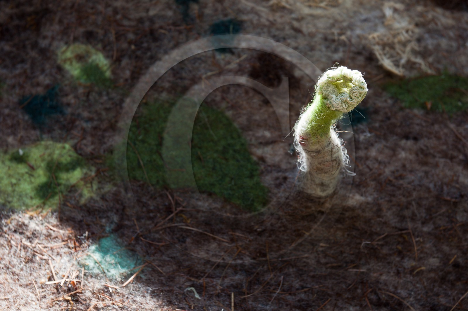 Sentiers Art et Nature Queyras et Val Varaita, Stéphanie Cailleau