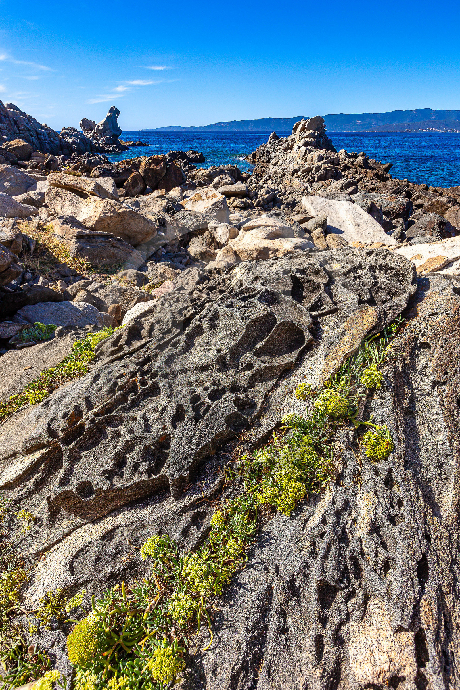 Belvédère-Campomoro, flore Belvédère-Campomoro, flore