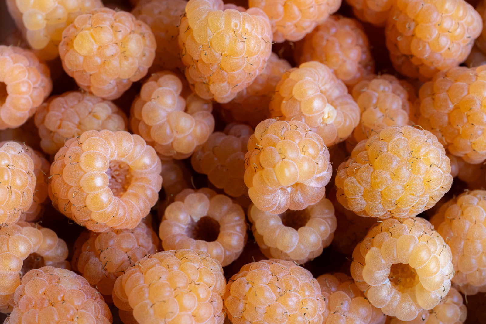 Ecrins de fruits, producteur de fruits rouges