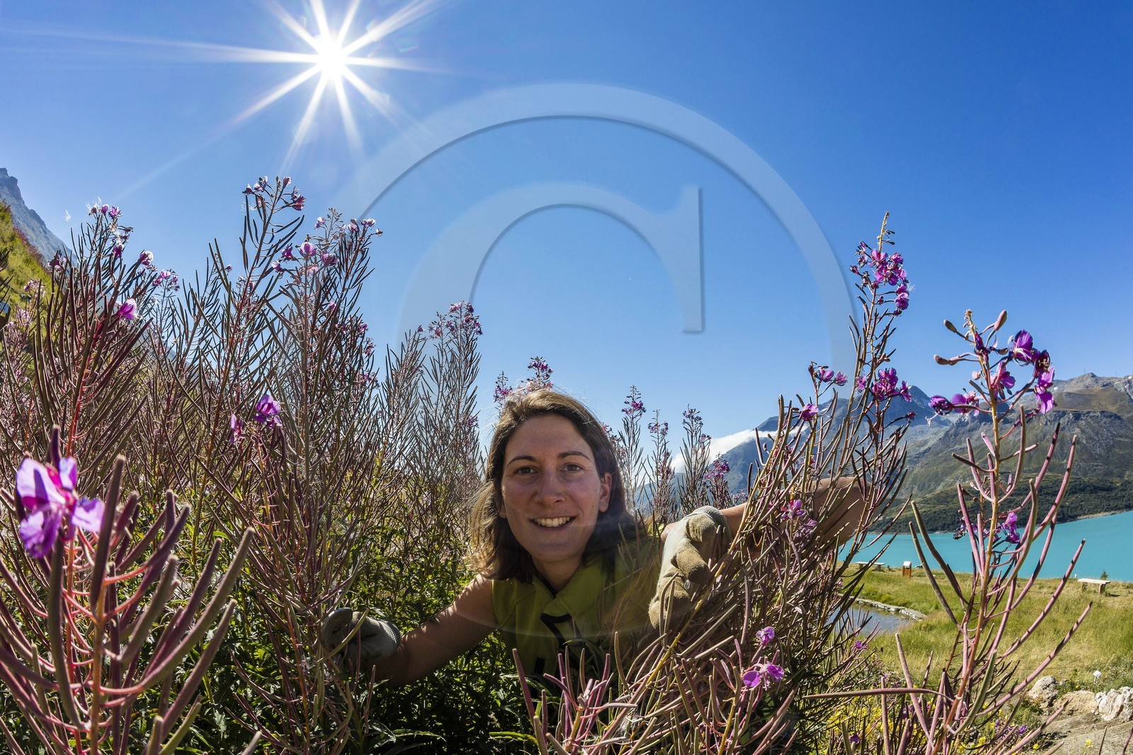 Jardin alpin du Mont-Cenis, Séverine Trouillet Jardin alpin du Mont-Cenis, Séverine Trouillet