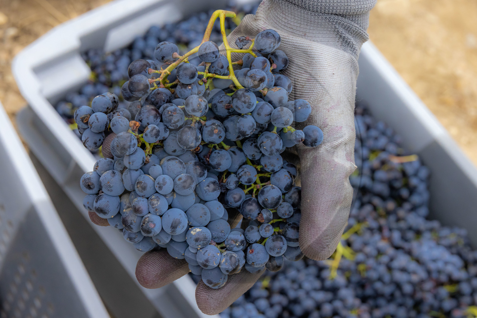 Domaine du Mont Guillaume Domaine du Mont Guillaume