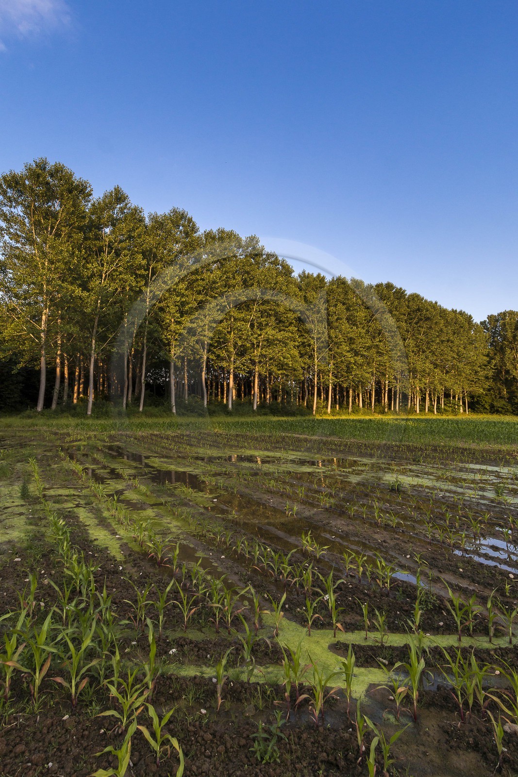 ENS de l'Isère, Prairies inondables de Pont-Évêque