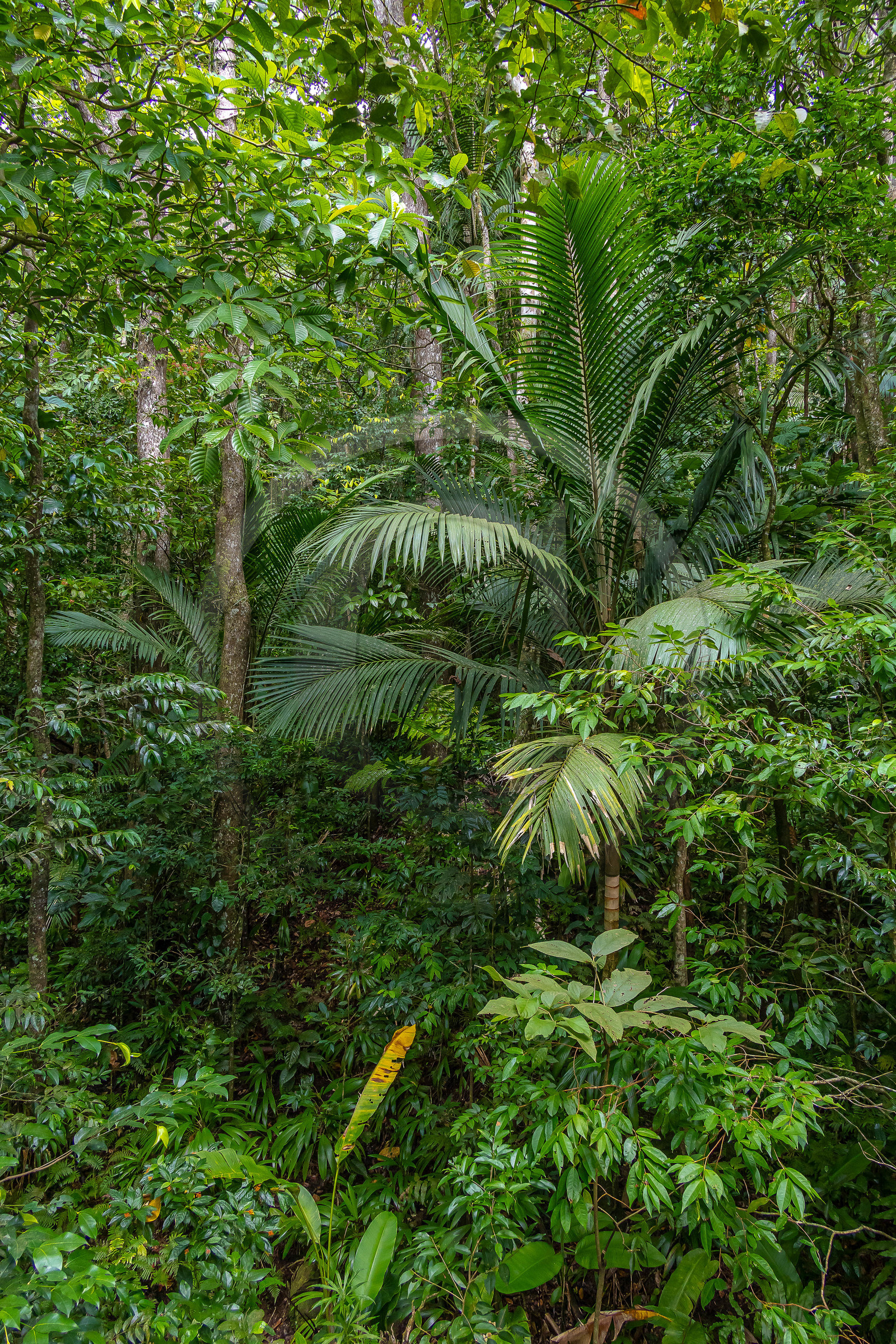Forêt tropicale, Parc national de la Guadeloupe