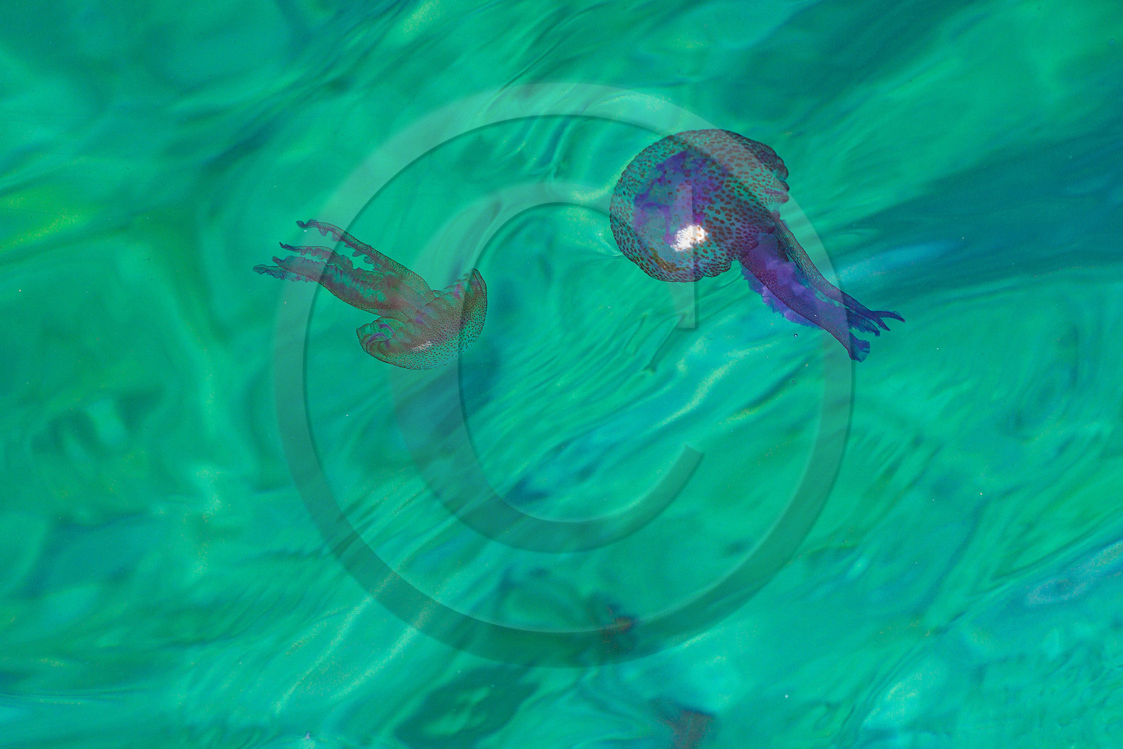 Parc national de Port-Cros, Bateau Aquascope : grâce à la coque transparentedu bateau, visite des fonds sous marins Parc national de Port-Cros, Bateau Aquascope : grâce à la coque transparentedu bateau, visite des fonds sous marins