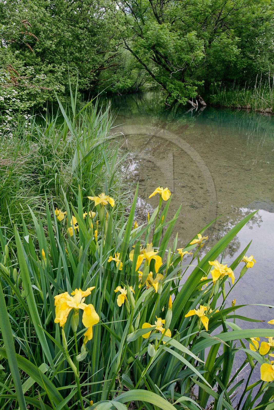 Réserve naturelle du Bout du Lac d'Annecy, Iris des marais, iris faux acore ou iris jaune, Iris pseudacorus Réserve naturelle du Bout du Lac d'Annecy, Iris des marais, iris faux acore ou iris jaune, Iris pseudacorus