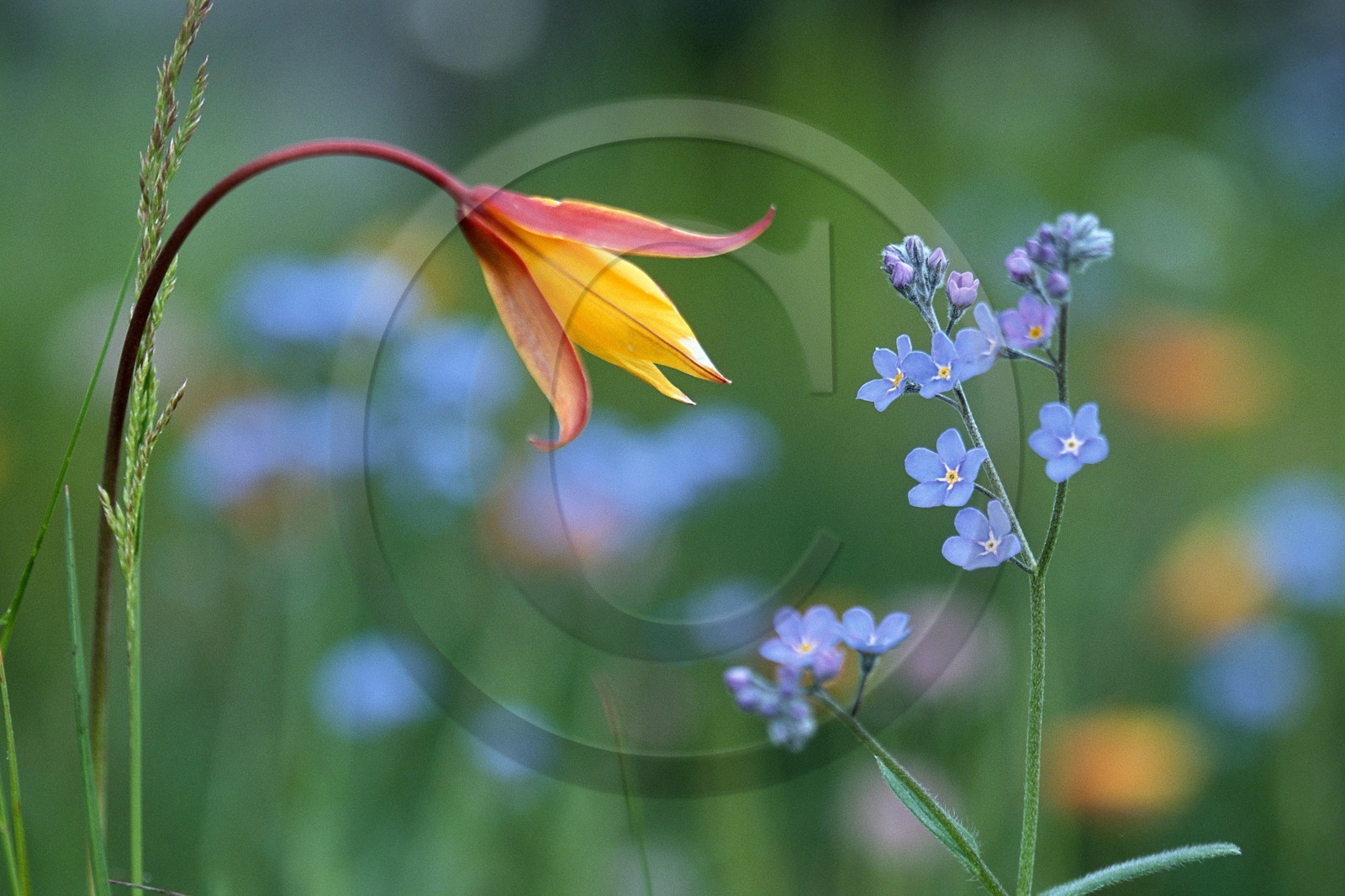 Tulipe australe, Tulipa australis, Myosotis alpestre, Myosotis alpestris