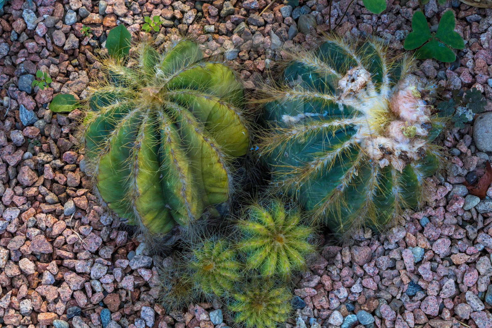 Jardin botanique de la villa Taranto Jardin botanique de la villa Taranto