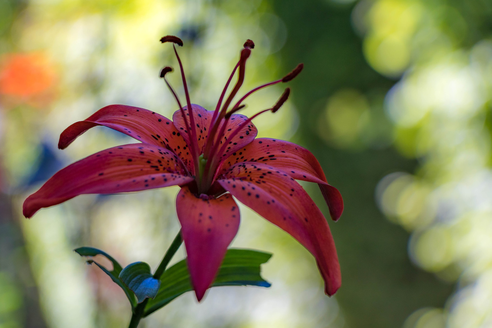 Jardin des Cinq Sens