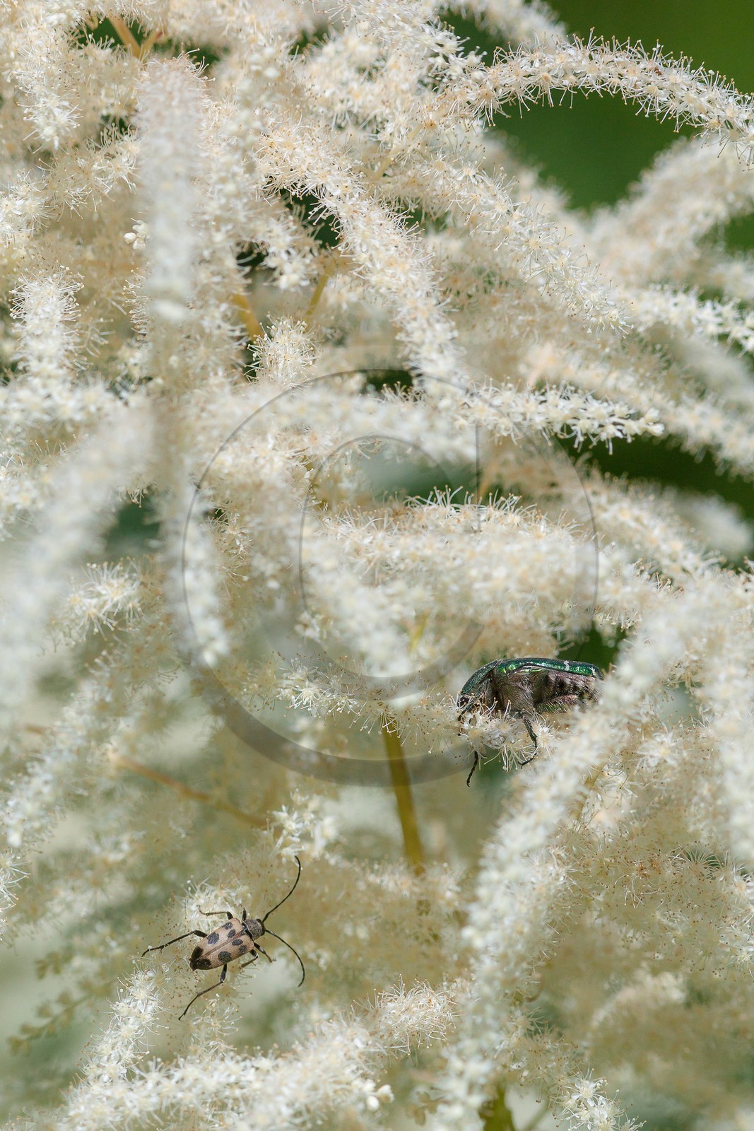 Barbe de bouc, Aruncus dioicus