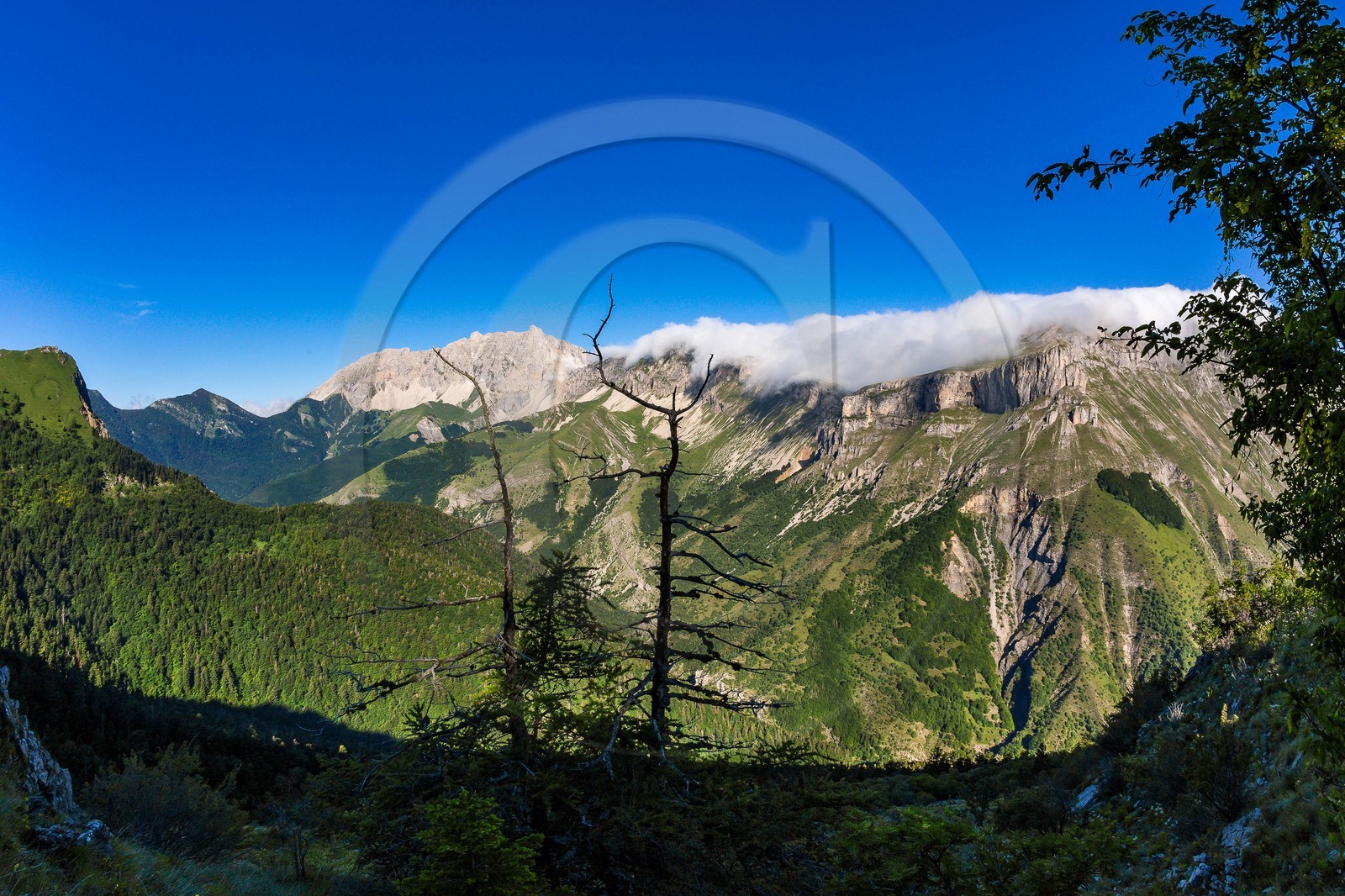 Bois du Chapitre, forêt domaniale de Gap-Chaudun Bois du Chapitre, forêt domaniale de Gap-Chaudun