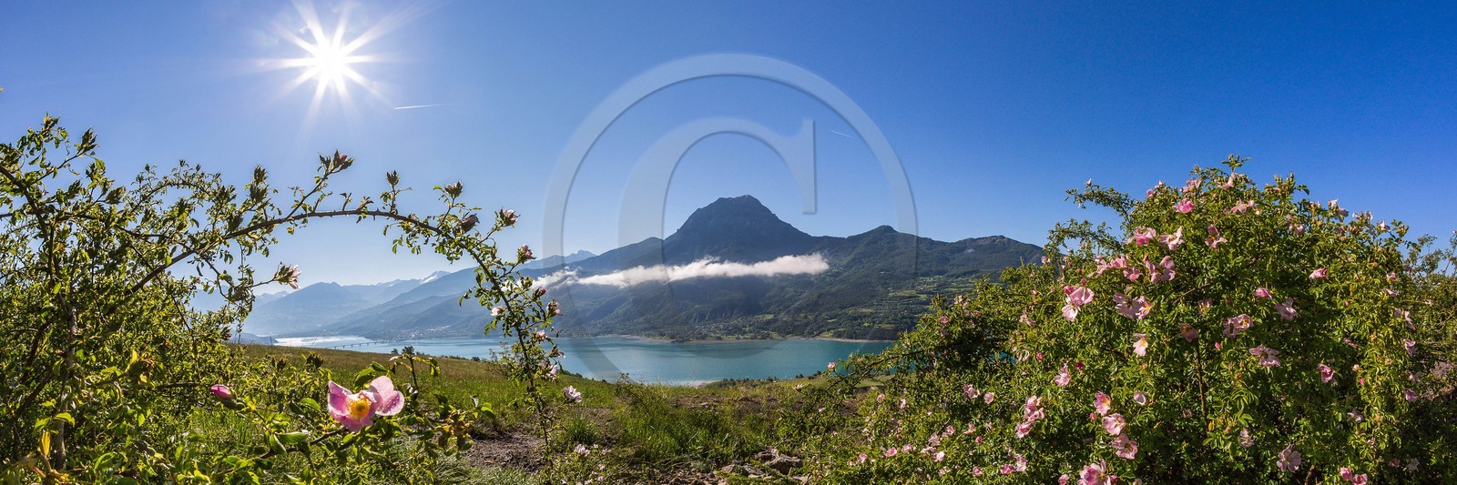 Lac de Serre-Ponçon, rosiers, églantiers et le Pic de Morgon Lac de Serre-Ponçon, rosiers, églantiers et le Pic de Morgon
