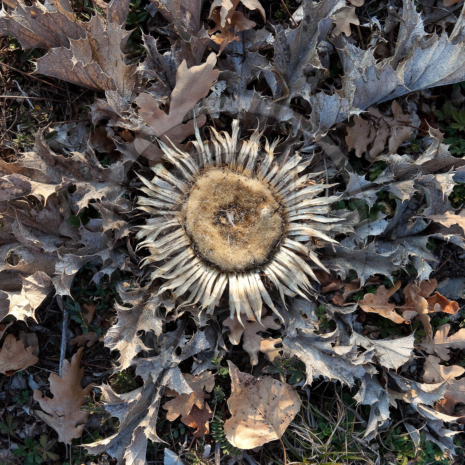 Carline à feuilles d'acanthe, Carlina acanthifolia Carline à feuilles d'acanthe, Carlina acanthifolia