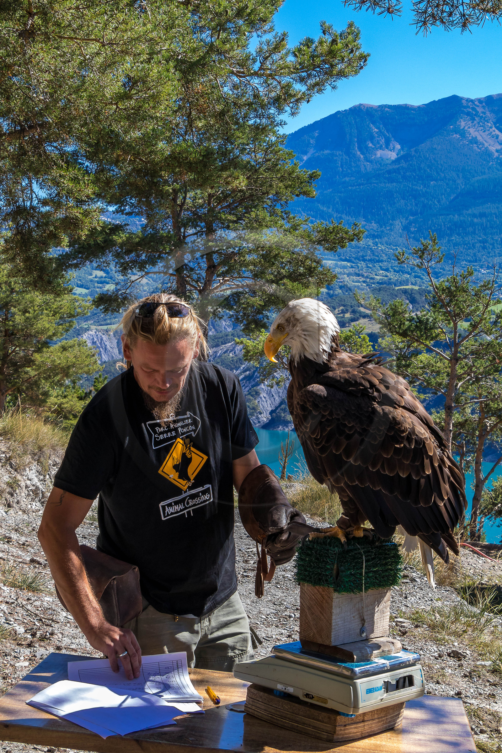 Parc animalier de Serre-Ponçon, Pygargue à tête blanche, Haliaeetus leucocephalus Parc animalier de Serre-Ponçon, Pygargue à tête blanche, Haliaeetus leucocephalus