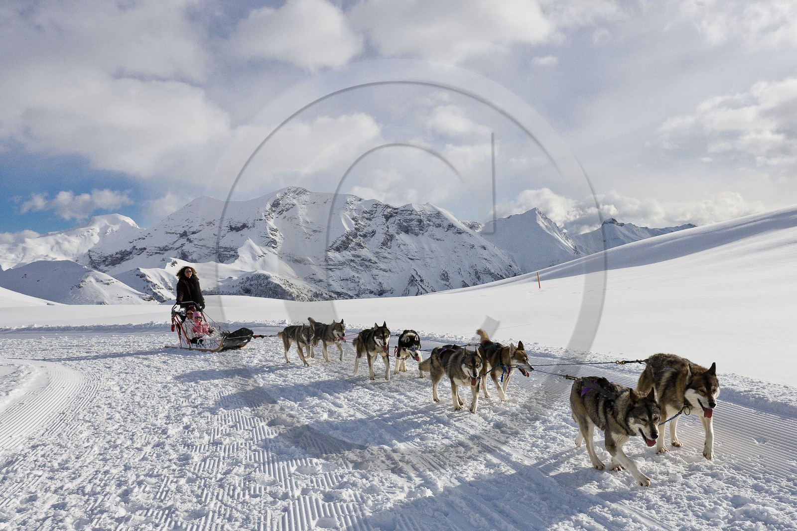 Chiens d'attelage