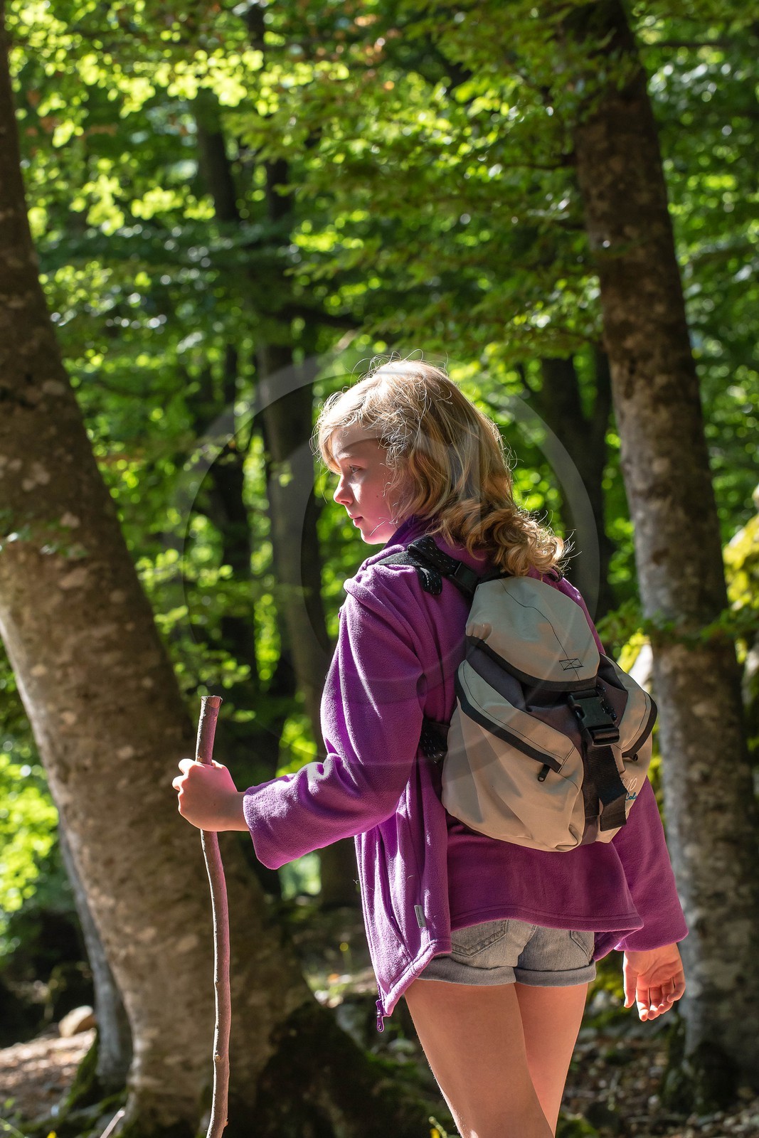 Alpes de Haute-Provence, hêtraie de Pontis Alpes de Haute-Provence, hêtraie de Pontis