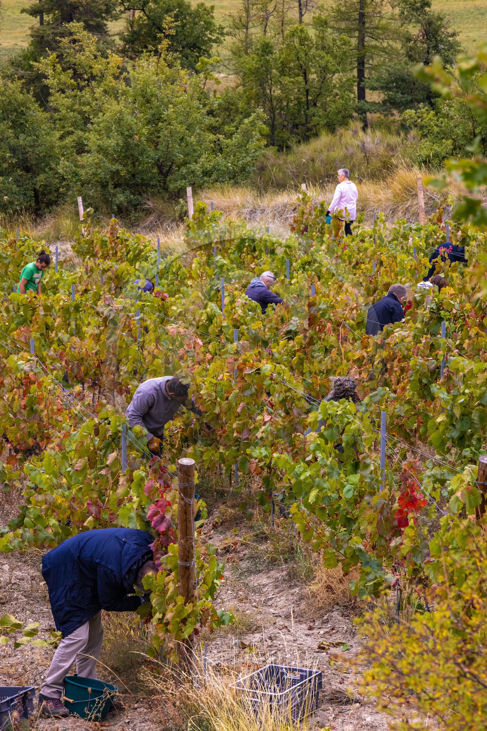 Domaine du Mont Guillaume Domaine du Mont Guillaume