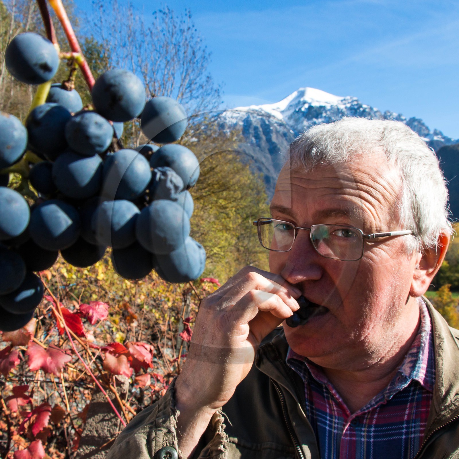 Valbonnais, Les Angelas, les vignes de Blanc-Marquis