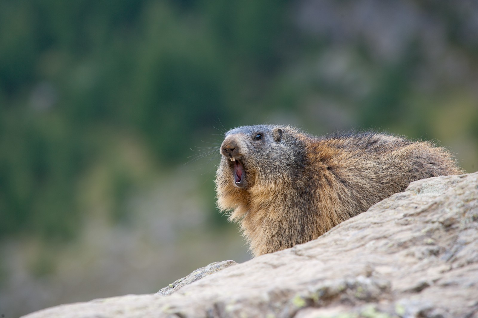 Marmotte des Alpes ( Marmota marmota )