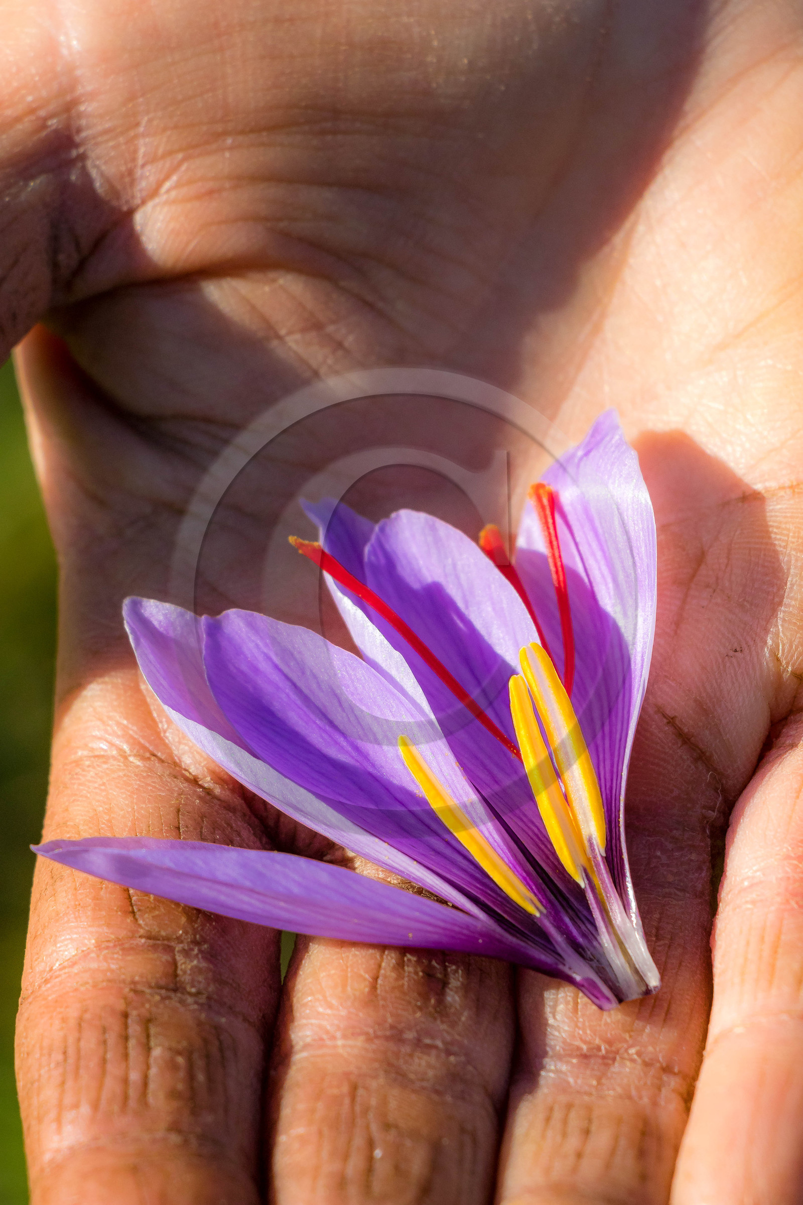 Manon Michalinoff Manon Michalinoff