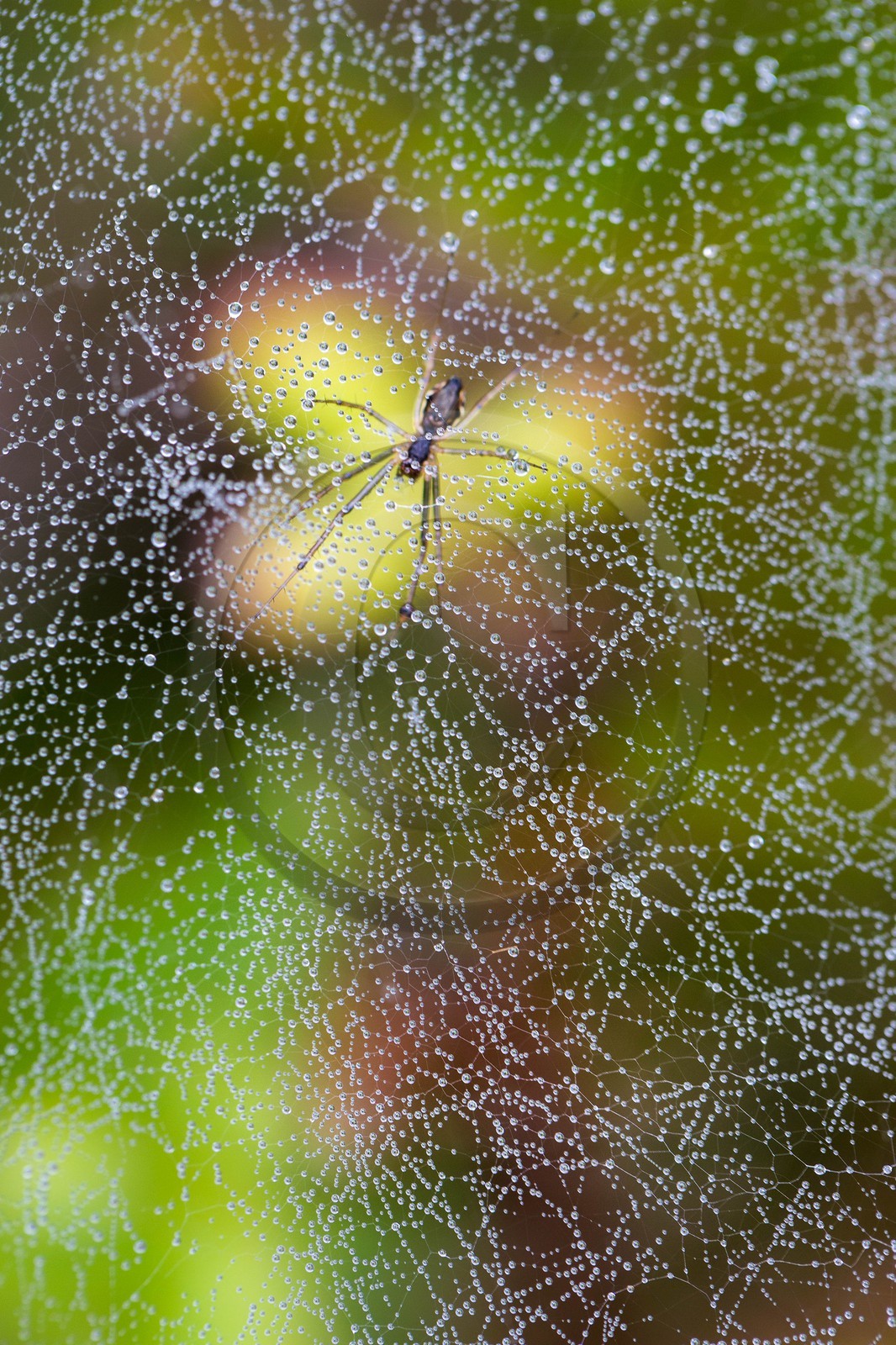 ENS de l'Isère, Tourbière des Planchettes, araignée ENS de l'Isère, Tourbière des Planchettes, araignée