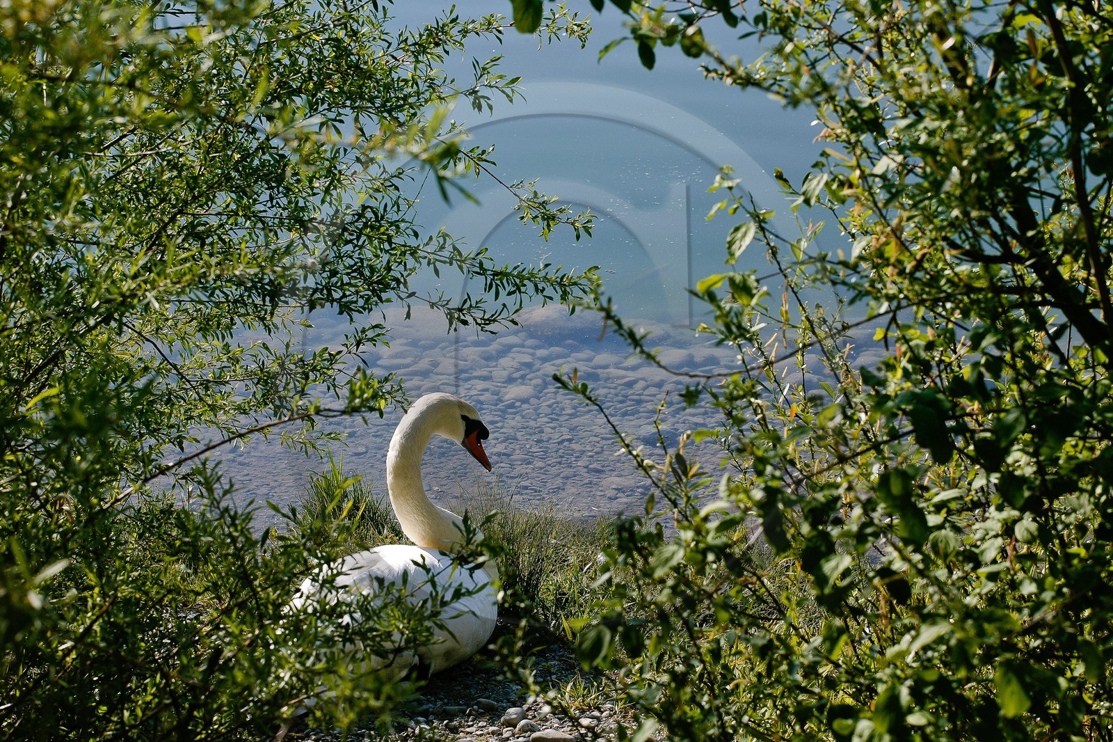 Cygne tuberculé, Réserve naturelle du delta de la Dranse
