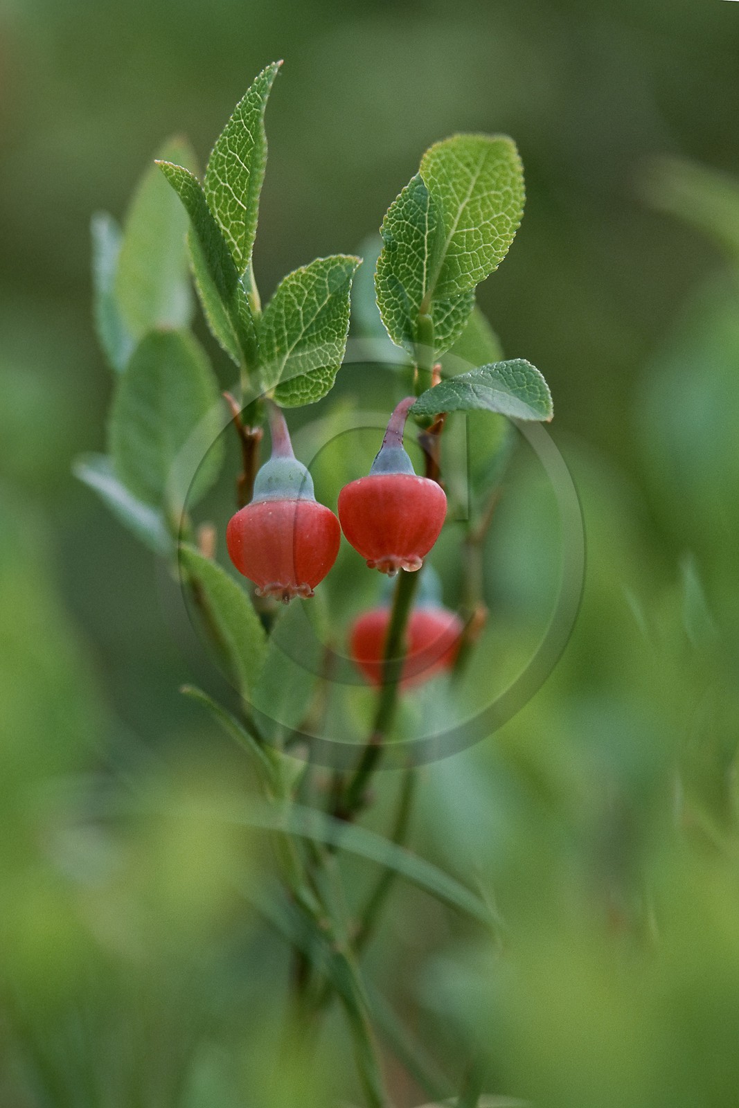 Myrtille, Vaccinium myrtillus