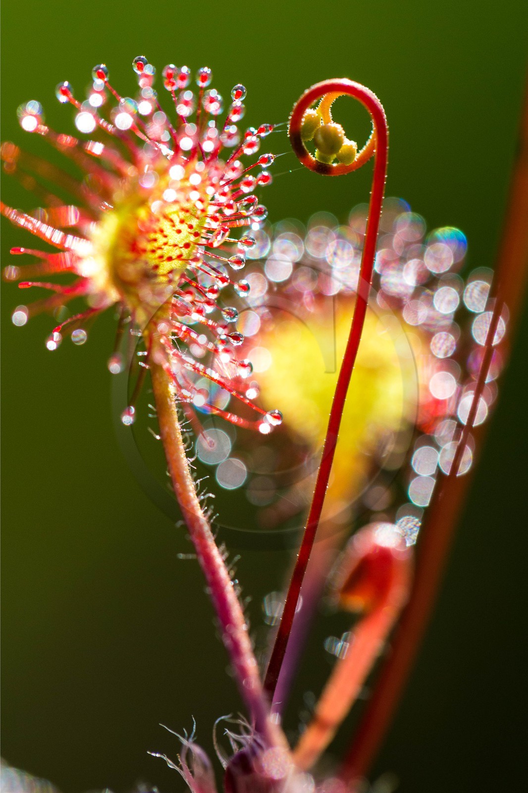 ENS de l'Isère, Tourbière des Planchettes, Rossolis à feuilles rondes (Drosera rotundifolia)