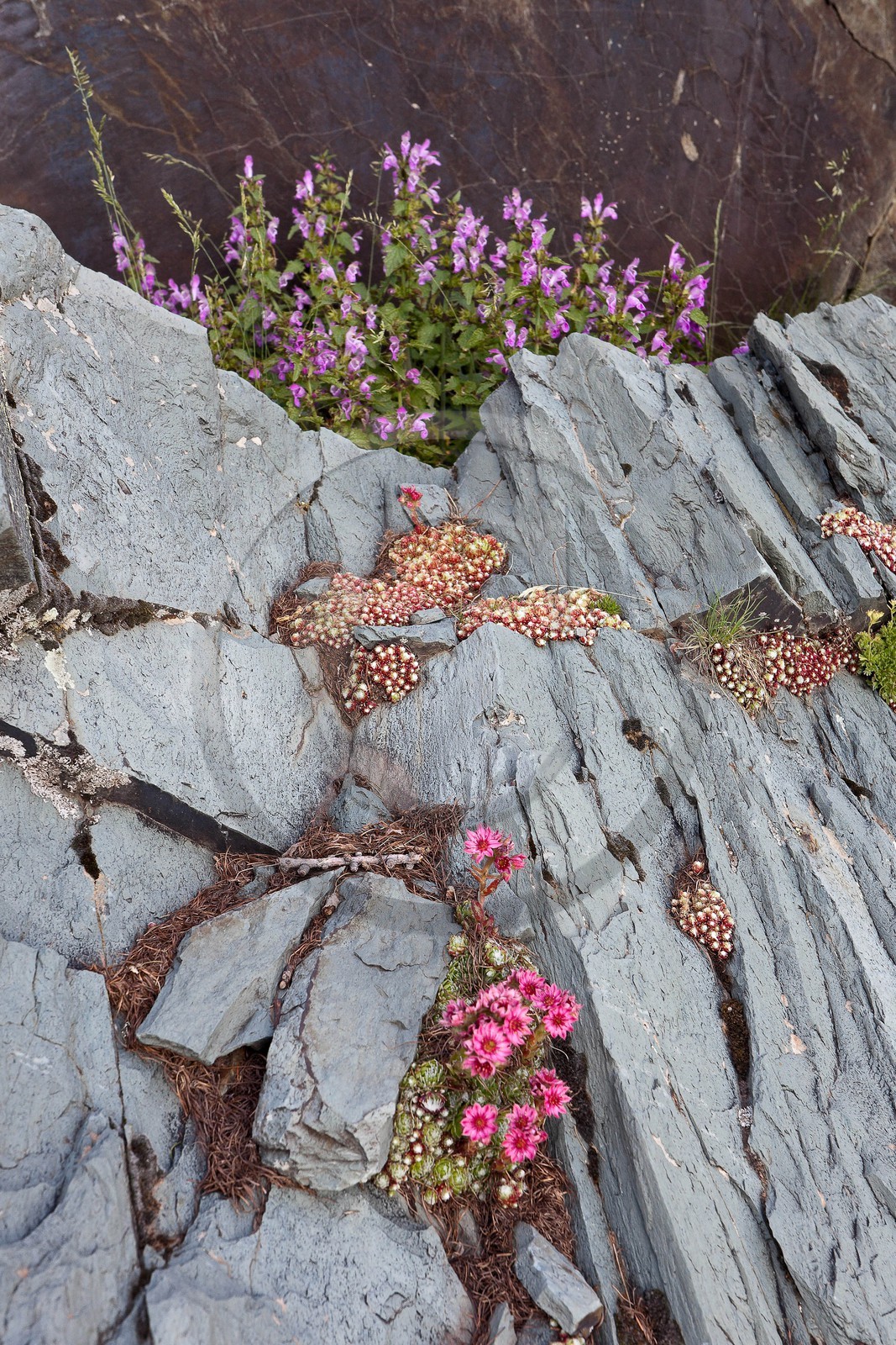 Joubarbe à toile d'araignée, Sempervivum arachnoideum