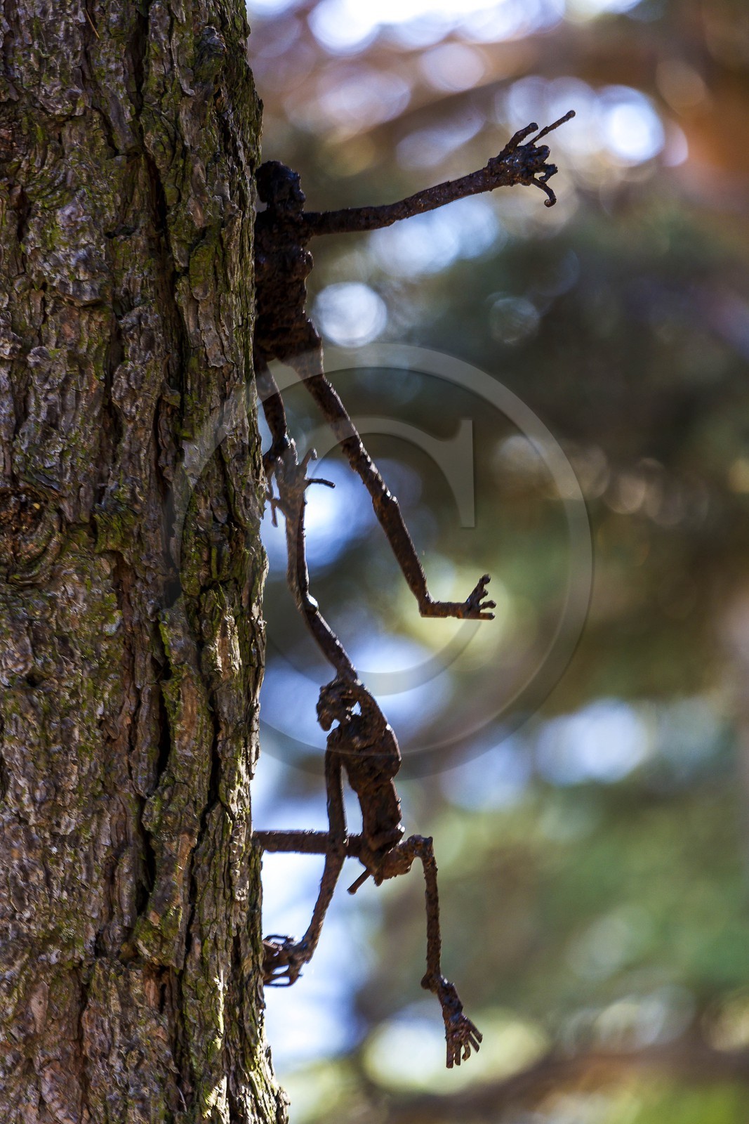 Arboretum de Roure, l'art et l'arbre, Louis Dollé, sculpteur Imagier Arboretum de Roure, l'art et l'arbre, Louis Dollé, sculpteur Imagier