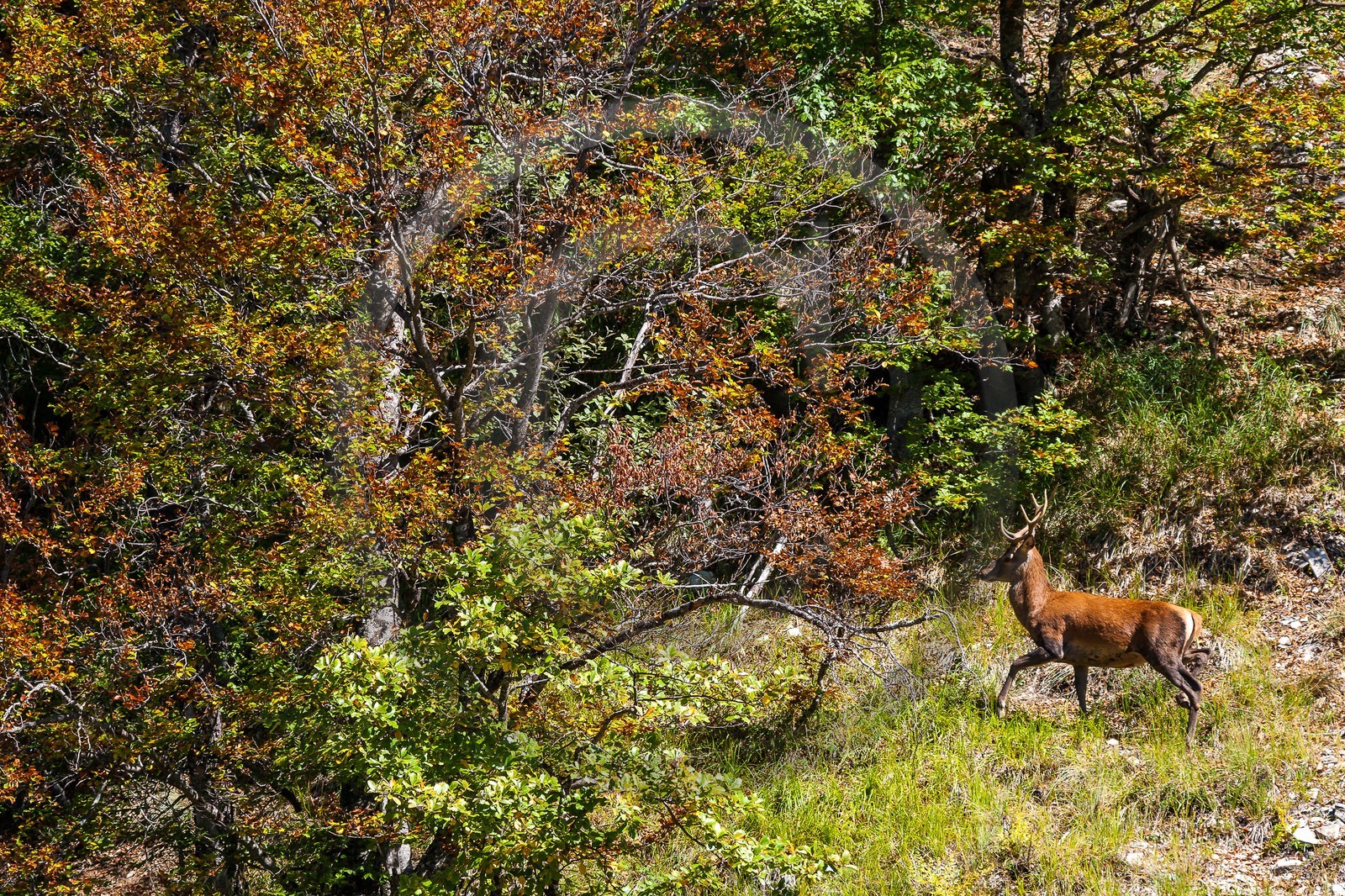 Cerf élaphe