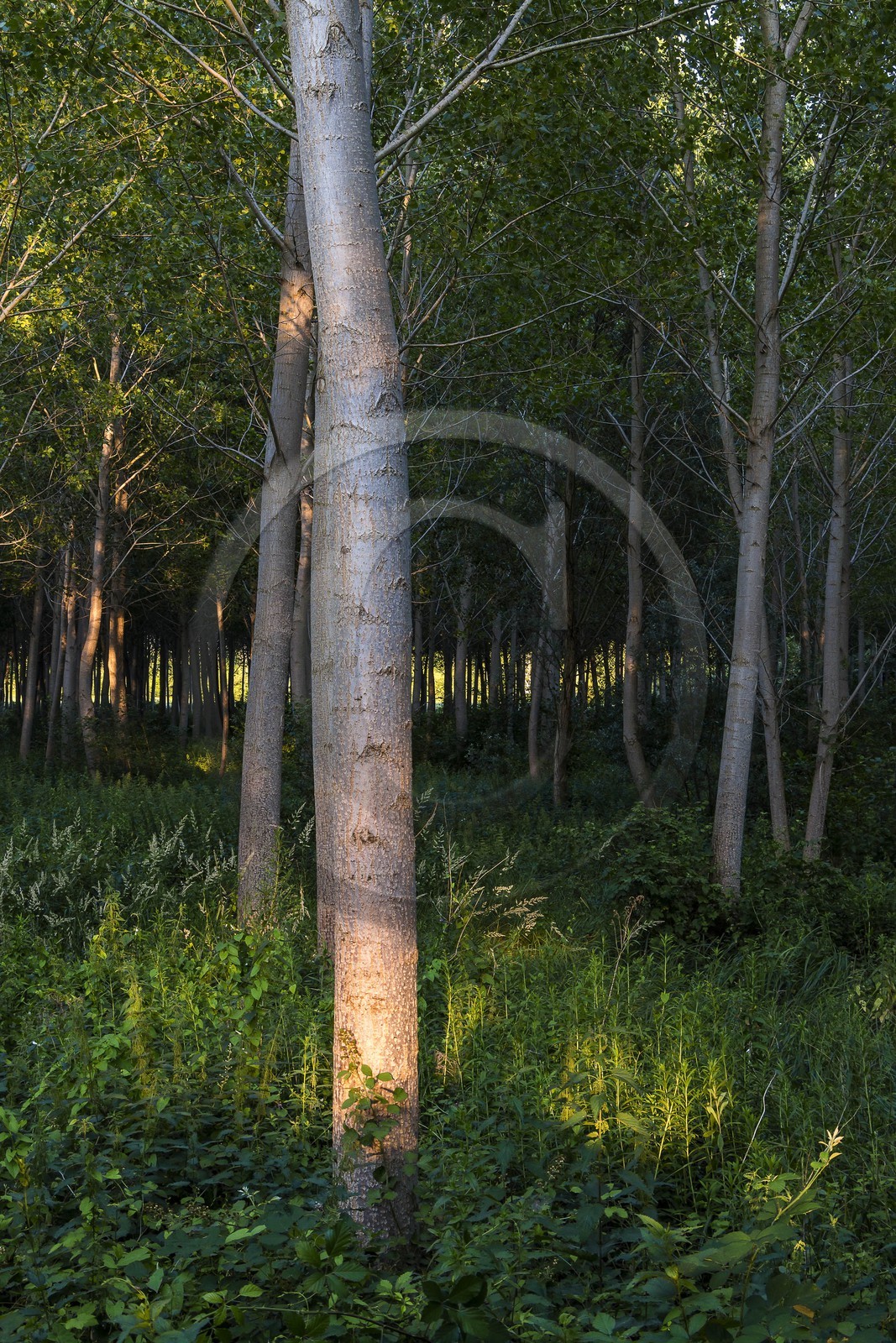 ENS de l'Isère, Prairies inondables de Pont-Évêque ENS de l'Isère, Prairies inondables de Pont-Évêque